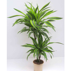 Dracaena deremensis 15/45 m17                     