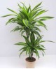 Dracaena deremensis 15/45 m17                     