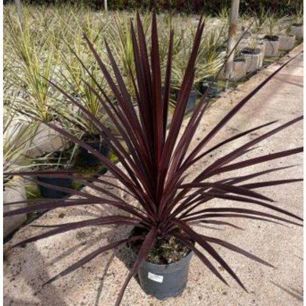 Cordyline australis red start m20                 