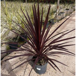 Cordyline australis red start m20                 