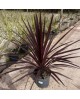 Cordyline australis red start m20                 