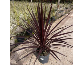 Cordyline australis red start m20                 