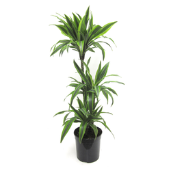 Dracaena deremensis 15/30/60 m20                  