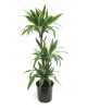 Dracaena deremensis 15/30/60 m20                  