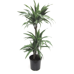 Dracaena deremensis 15/30/60 m20                  