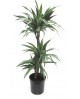 Dracaena deremensis 15/30/60 m20                  