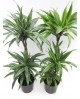 Dracaena deremensis 15/30/60 m20                  