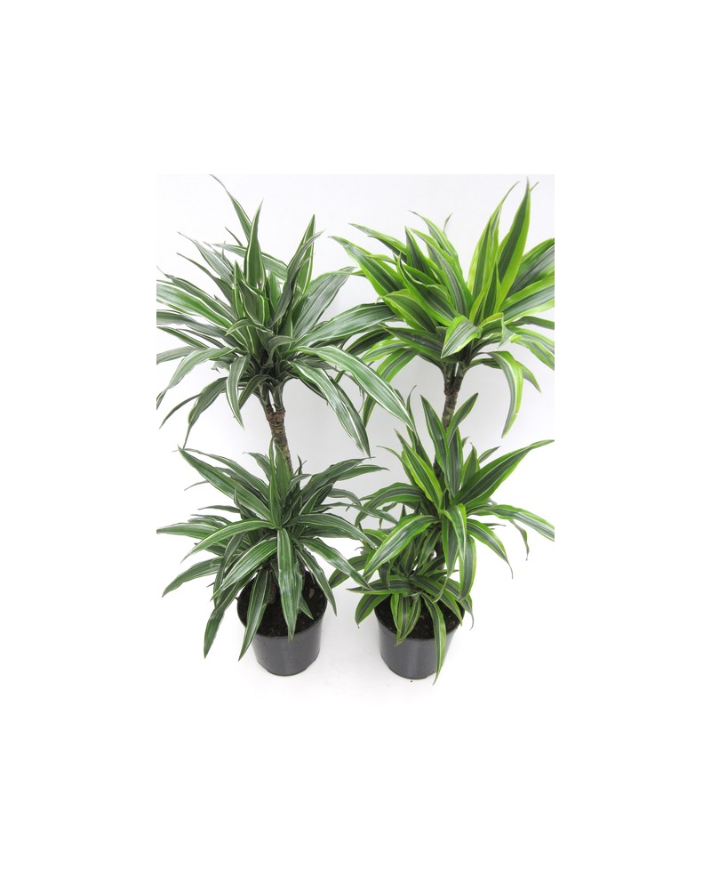 Dracaena deremensis 15/30/60 m20                  