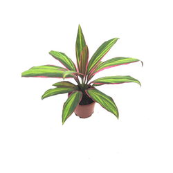 Dracaena kiwi 13                                  