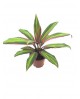 Dracaena kiwi 13                                  