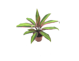 Dracaena kiwi 13                                  