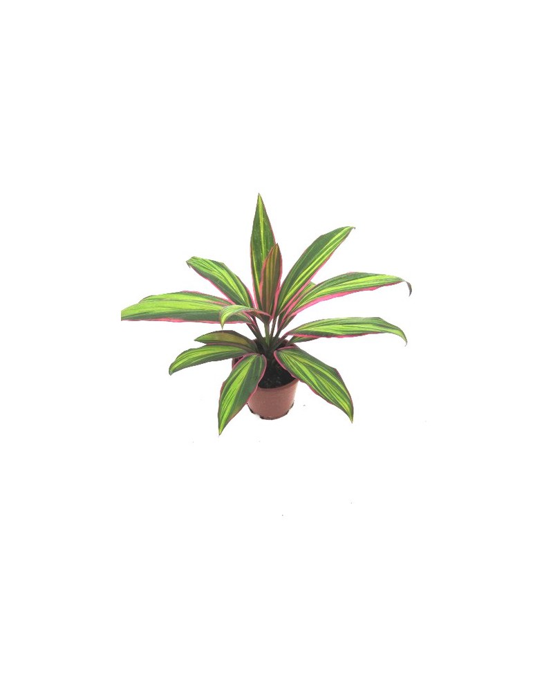 Dracaena kiwi 13                                  