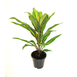 Dracaena kiwi 13                                  