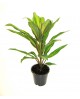 Dracaena kiwi 13                                  