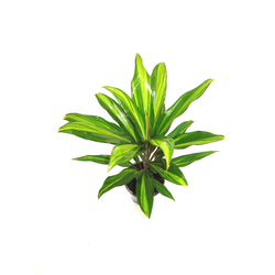 Dracaena kiwi 13                                  