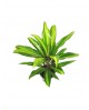 Dracaena kiwi 13                                  