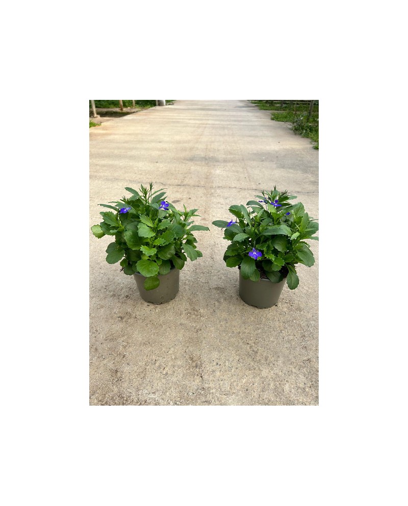 Lobelia richardi m13                              