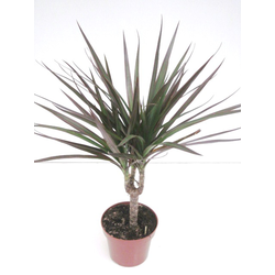 Dracaena marginata 1tronco pequ. m11              