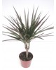 Dracaena marginata 1tronco pequ. m11              