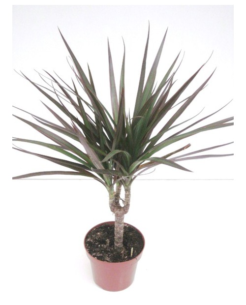 Dracaena marginata 1tronco pequ. m11              