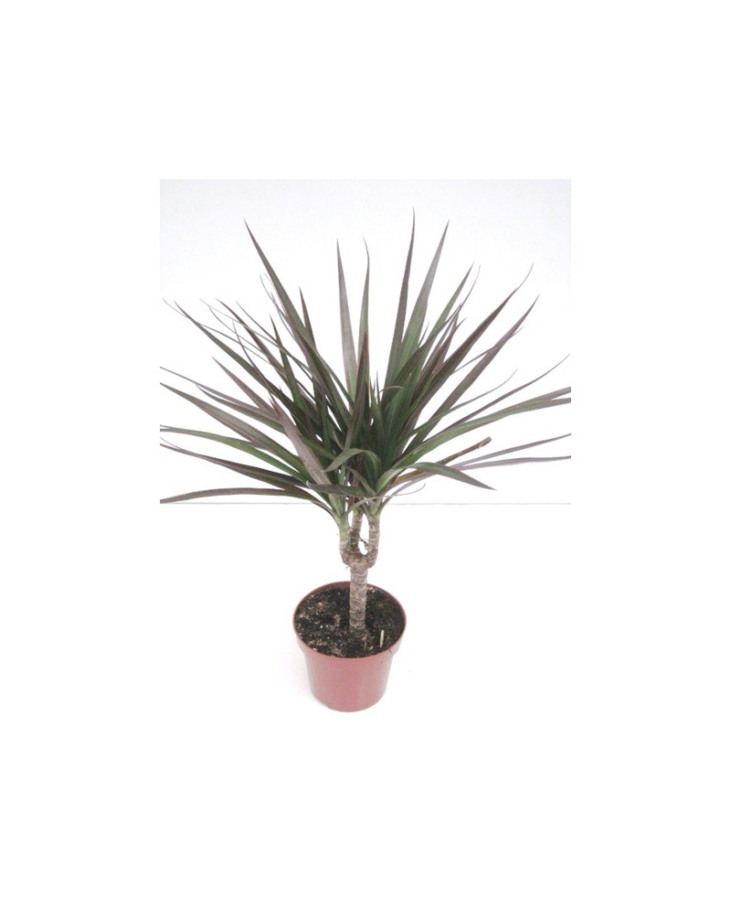 Dracaena marginata 1tronco pequ. m11              