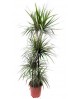 Dracaena marginata m9 cabeza                      