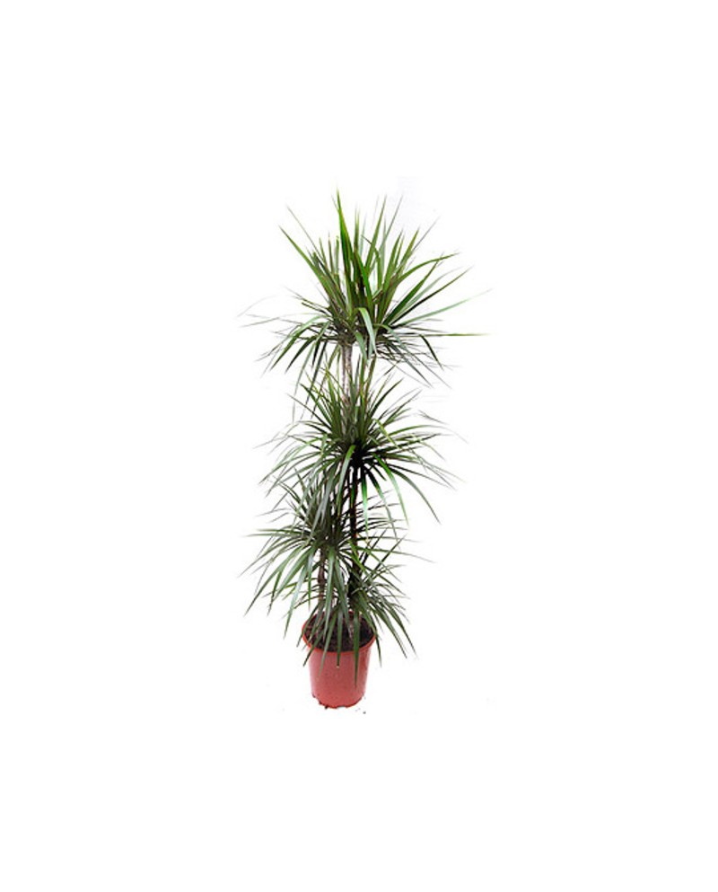 Dracaena marginata m9 cabeza                      