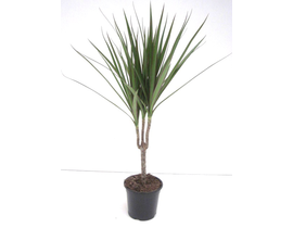 Dracaena marginata m12 15                         