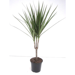 Dracaena marginata m12 15                         