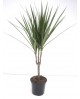 Dracaena marginata m12 15                         
