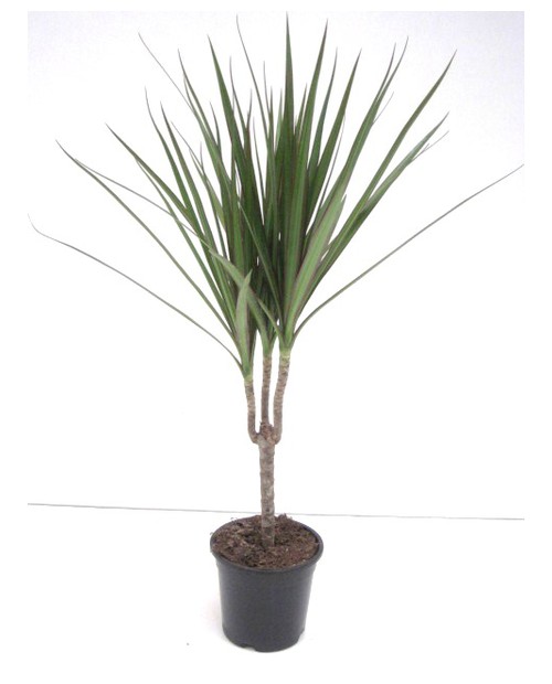 Dracaena marginata m12 15                         