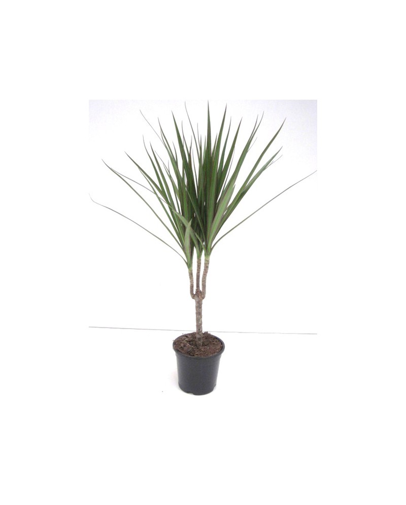 Dracaena marginata m12 15                         