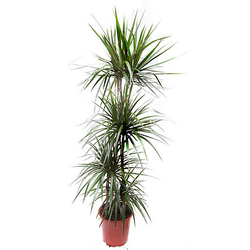 Dracaena marginata m12 15                         