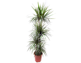 Dracaena marginata m17 15/45                      