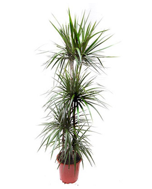 Dracaena marginata m17 15/45                      