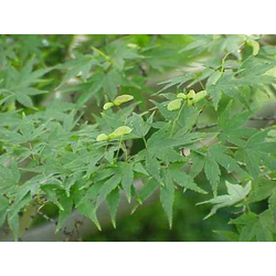 Acer palmatum 100/125                             