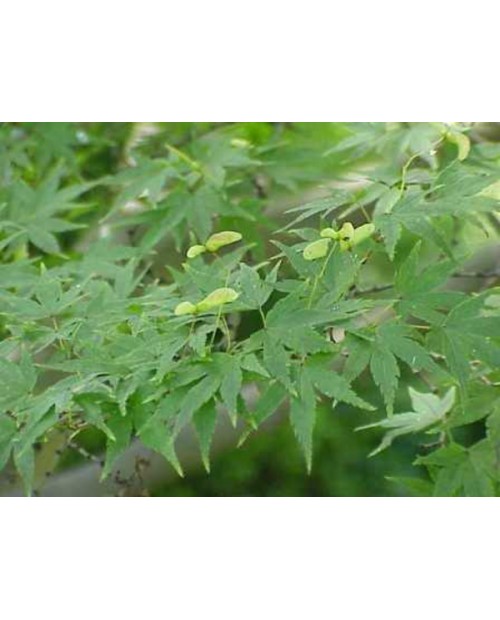 Acer palmatum 100/125                             