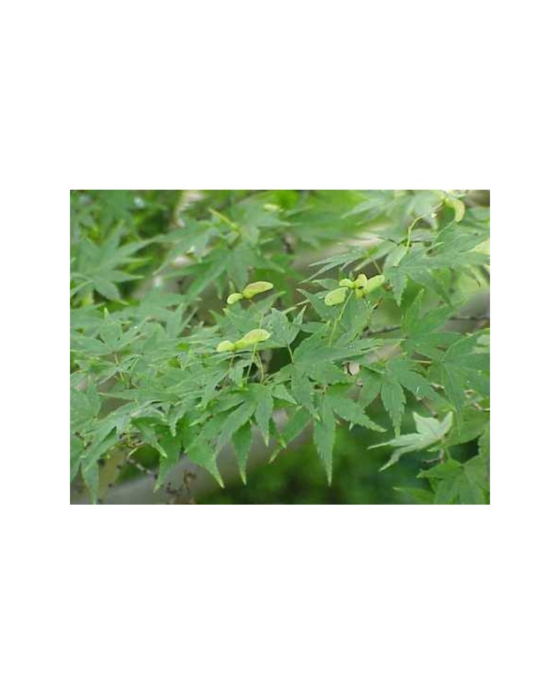 Acer palmatum 100/125                             