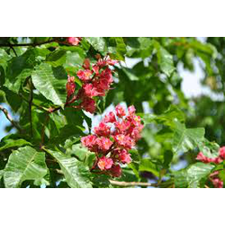 Aesculus carnea brioto (rojo) 12/14 maceta.       