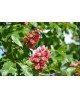 Aesculus carnea brioto (rojo) 12/14 maceta.       