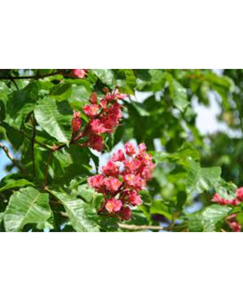 Aesculus carnea brioto (rojo) 12/14 maceta.       