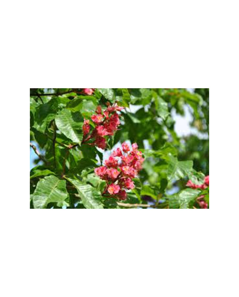 Aesculus carnea brioto (rojo) 12/14 maceta.       