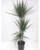 Dracaena marginata m25 15/45/75/120               