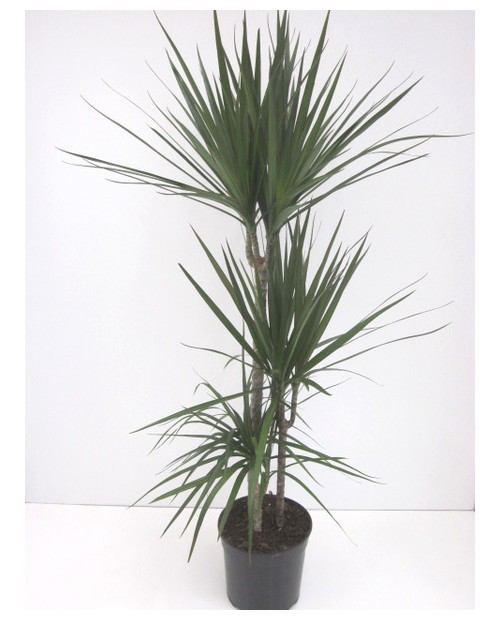 Dracaena marginata m25 15/45/75/120               