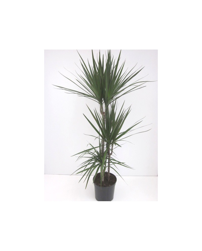 Dracaena marginata m25 15/45/75/120               