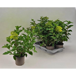 Hydrangea paniculata 17                           