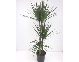 Dracaena marginata m30 15/30/60/90/120            
