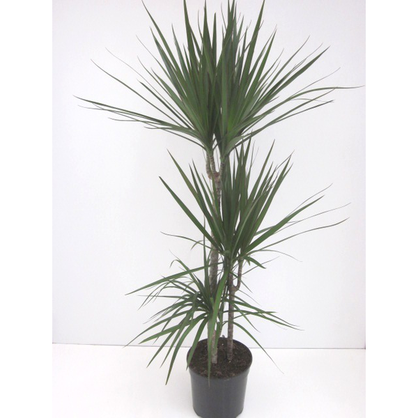 Dracaena marginata m30 15/30/60/90/120            