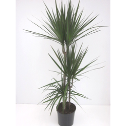 Dracaena marginata m30 15/30/60/90/120            