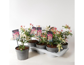 Pieris japonica mix m17                           